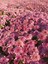 Videolu Rengarenk 3 Adet Kasımpatı Çiçeği Seti 15-30 cm Saksılı (Chrysanthemum) 5