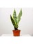 Videolu Sarılı Kılıç Çiçeği Fidanı 20-40 cm Saksılı Çiçekli Bodur Bitkiler Sansevieria Trifasciata 2