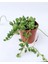 Tesbih Çiçeği Sukulent Senecio Tespih Çiçeği 5.5 cm Saksıda 1