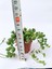 Tesbih Çiçeği Sukulent Senecio Tespih Çiçeği 5.5 cm Saksıda 2