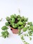Tesbih Çiçeği Sukulent Senecio Tespih Çiçeği 5.5 cm Saksıda 3