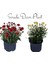 Videolu Kasımpatı Çiçeği 2 Adet Kırmızı Sarı Saksıda 15-30 cm İç Mekan Bitkisi (Chrysanthemum) 1