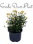 Videolu Kasımpatı Beyaz ve Sarı Renk 2 Adet Saksılı 10-20 cm İç Mekan Çiçeği (Chrysanthemum) 3
