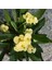 Videolu Muhteşem Sarı Renkli 1 Adet Milli Dikenler Tacı Çiçeği 15-25 cm Saksılı (Euphorbia) 1
