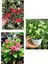 Videolu Beyaz Pembe Kırmızı 3 Adet Milli Dikenler Tacı Çiçeği Fidesi 15-30 cm Saksılı (Euphorbia) 1