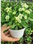 Videolu Beyaz Pembe Kırmızı 3 Adet Milli Dikenler Tacı Çiçeği Fidesi 15-30 cm Saksılı (Euphorbia) 3