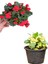 Videolu Sarı Kırmızı 2 Renk 2 Adet Milli Dikenler Tacı Çiçeği 15-30 cm Saksılı (Euphorbia) 1