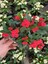 Videolu Sarı Kırmızı 2 Renk 2 Adet Milli Dikenler Tacı Çiçeği 15-30 cm Saksılı (Euphorbia) 3