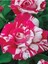 Videolu Harika Sihirbaz Gülü Çiçeği Fidanı 25-40 cm Saksılı Çiçekli Bodur Bitkiler Magic Rose 1