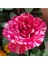 Videolu Harika Sihirbaz Gülü Çiçeği Fidanı 25-40 cm Saksılı Çiçekli Bodur Bitkiler Magic Rose 2