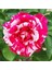 Videolu Harika Sihirbaz Gülü Çiçeği Fidanı 25-40 cm Saksılı Çiçekli Bodur Bitkiler Magic Rose 3