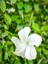 Videolu 1 Adet Beyaz Japon Gülü Çiçeği Fidanı 20-40 cm Tüplü Çiçekli Bodur Bitki Whıte Japanese Rose 1