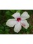 Videolu 1 Adet Beyaz Japon Gülü Çiçeği Fidanı 20-40 cm Tüplü Çiçekli Bodur Bitki Whıte Japanese Rose 3