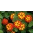 Videolu Kırmızı Sarı Bodur Ağaç Minesi 15-25 cm Saksılı Çiçekli Bodur Bitkiler Tree Peony 2