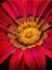 Videolu 10'lu Kırmızı Gazanya Koyun Gözü Çiçeği Fidanı 25-40 cm Saksılı Çiçekli Bodur Gazania 1