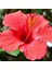 Videolu 3 Adet Kırmızı Japon Gülü Çiçeği Fidanı 40-60 cm Tüplü Çiçekli Bodur Bitkiler Japanese Rose 1