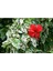 Videolu 3 Adet Kırmızı Japon Gülü Çiçeği Fidanı 40-60 cm Tüplü Çiçekli Bodur Bitkiler Japanese Rose 2