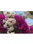 Begonvil Çift Renk Beyaz - Pembe 50 - 70 cm Bougainvillea 3