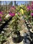 Begonvil Çift Renk Beyaz - Pembe 50 - 70 cm Bougainvillea 4