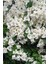 Beyaz Begonvil Çiçeği 50-60 cm /şuan Ciçeksizdir.bougainvillea 2
