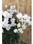 Beyaz Begonvil Çiçeği 50-60 cm /şuan Ciçeksizdir.bougainvillea 3