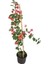 Sırık Begonvil (Fuşya Çiçekli) Bougainvillea 1