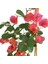 Sırık Begonvil (Fuşya Çiçekli) Bougainvillea 2
