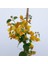 Sarı Begonvil 90 110 cm Bougainvillea 1