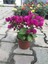Begonvil Bitkisi Bougainvillea Bahçe Balkon Teras 2