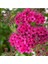 Videolu Pembe Ispirya Keçi Sakalı Çiçeği Fidanı 40-60 cm Saksılı Çiçekli Bodur Ispirya Spiraea 2