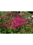 Videolu Pembe Ispirya Keçi Sakalı Çiçeği Fidanı 40-60 cm Saksılı Çiçekli Bodur Ispirya Spiraea 3