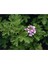 Videolu Itır Sardunya Fidanı 20-40 cm Saksılı Çiçekli Bodur Bitkiler Geranium 2