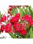 Videolu Bodur Kırmızı Zakkum Çiçeği 40-55 cm Saksılı Çiçekli Bodur Bitkiler Red Oleander 2