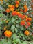 Videolu Sarı Turuncu Bodur Ağaç Minesi 1 Adet Saksılı 30-50 cm Bahçe Bitkisi (Lantana Camara) 1
