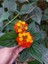 Videolu Sarı Turuncu Bodur Ağaç Minesi 1 Adet Saksılı 30-50 cm Bahçe Bitkisi (Lantana Camara) 2