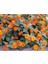Videolu Sarı Turuncu Bodur Ağaç Minesi 1 Adet Saksılı 30-50 cm Bahçe Bitkisi (Lantana Camara) 3