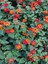 Videolu Sarı Turuncu Bodur Ağaç Minesi 1 Adet Saksılı 30-50 cm Bahçe Bitkisi (Lantana Camara) 5