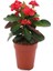 Videolu Kırmızı Milli Dikenler Tacı Mini Boy 1 Adet Saksıllı 10-20 cm Salon Bitkisi (Euphorbia Red) 1