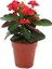 Videolu Kırmızı Çiçekli Milli Dikenler Tacı 5-15 cm Saksılı Çiçekli Bodur Bitkiler Red Euphorbia 3
