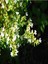 Videolu Bol Çiçekli 4 Adet Beyaz Kufea Çiçeği Fidanı 20-45 cm Saksılı (Kufeya Flower) 3