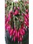 Videolu Hediyelik 1 Adet Yılbaşı Çiçeği Fidanı 5-25 cm Saksılı (Christmas Flower) 2