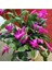 Videolu Hediyelik 1 Adet Yılbaşı Çiçeği Fidanı 5-25 cm Saksılı (Christmas Flower) 3