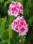 Videolu Rengarenk Karışık Renk 30 Adet Sardunya Çiçeği Fidanı 10-25 cm Tüplü (Geranium Flower) 2