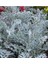 Videolu Bahçe Külü Çiçeği Fidanı 30-50 cm Saksılı Çiçekli Bodur Bitkiler Cineraria Maritima 1
