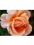 Videolu Kokulu Kavun İçi Bulgar Gülü Fidanı 40-60 cm Saksılı Çiçekli Bodur Bitkiler Bulgarian Rose 3