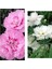 Videolu 2 Adet Çin Karanfili Çiçeği 15-25 cm Saksılı (Chinese Carnation) 1