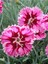 Videolu 2 Adet Çin Karanfili Çiçeği 15-25 cm Saksılı (Chinese Carnation) 2