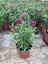 Videolu 2 Adet Çin Karanfili Çiçeği 15-25 cm Saksılı (Chinese Carnation) 3