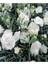 Videolu 2 Adet Çin Karanfili Çiçeği 15-25 cm Saksılı (Chinese Carnation) 4