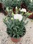 Videolu 2 Adet Çin Karanfili Çiçeği 15-25 cm Saksılı (Chinese Carnation) 5